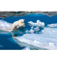 39304 POLAR BEAR NATGEO /1000 ParçaPuzzle